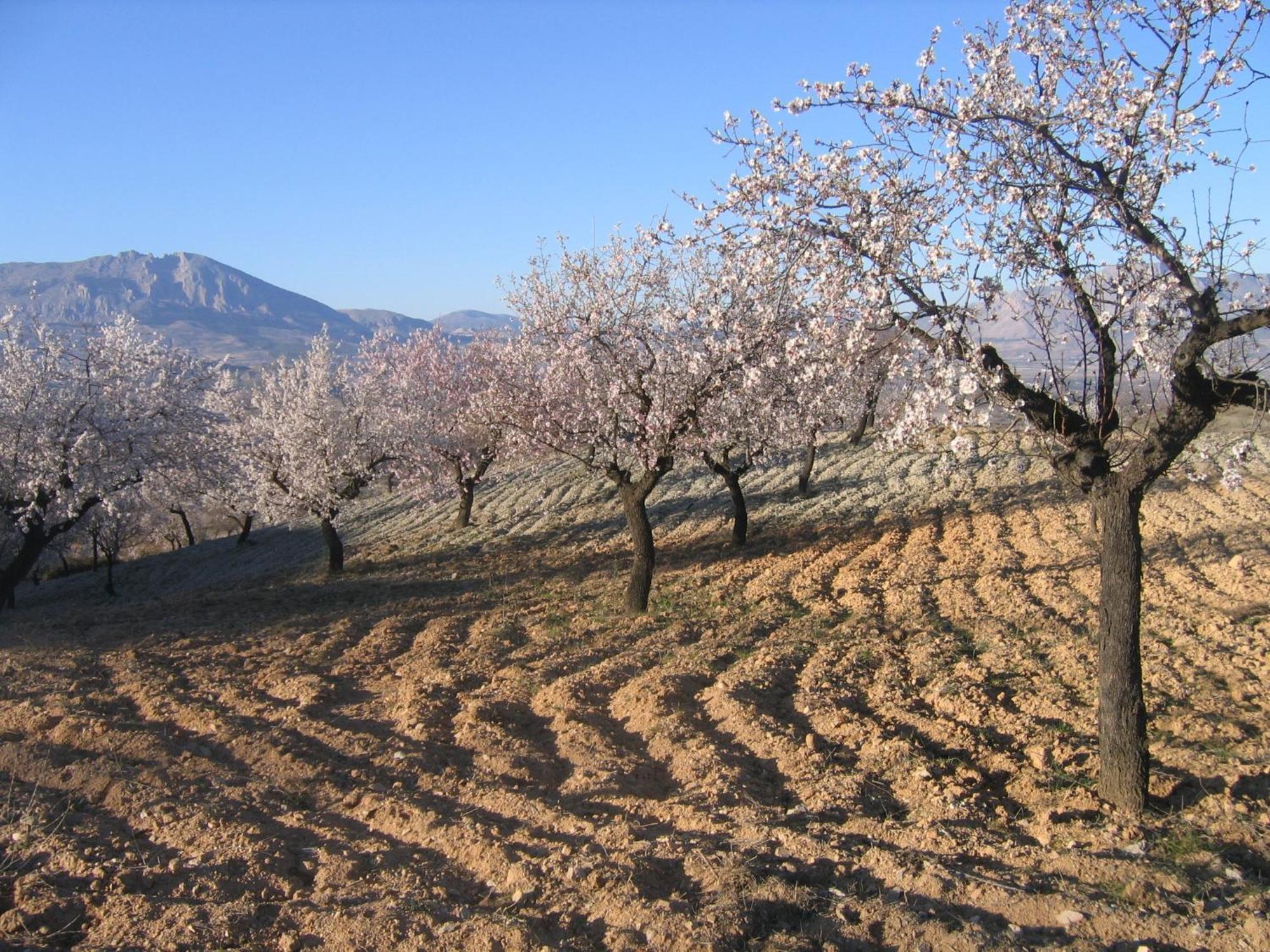 Cortijo La Estrella Apartment เบเลซรูบิโอ ภายนอก รูปภาพ